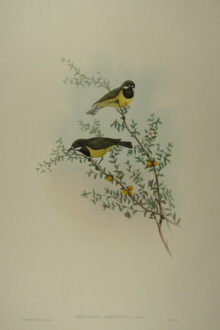 John Gould's Birds of Australia
